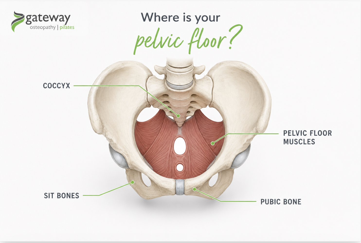 Pelvic Floor Basic Anatomy